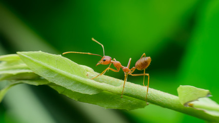 Red ant walk on green leaf