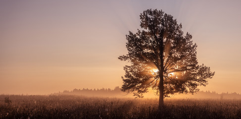 Fototapeta na wymiar Tree on a early autumn morning in Russia
