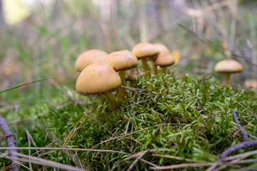 Grzyby leśne © SebbPL