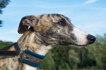 A dog of the whippet breed in a park on nature against a trees background in a summer sunny day....