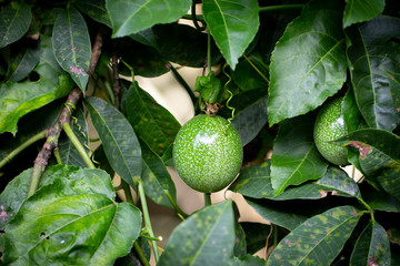 Close up of passion fruit on the vine