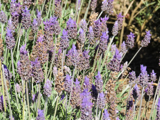 Lavender flowering in field, with blurred background.