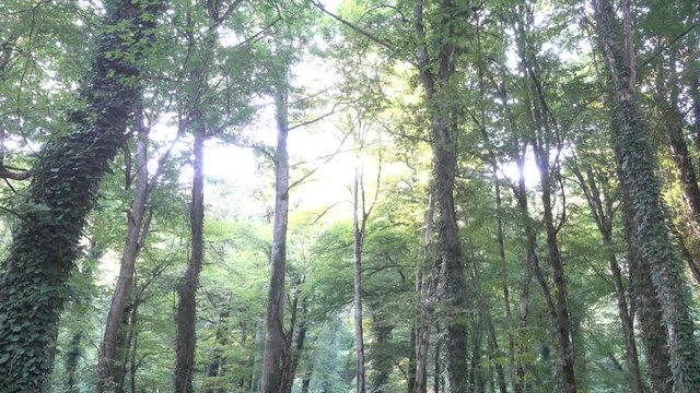A heavenly site of Sunlight shining through fresh green trees in Lagodeghi national park in Georgia in July.