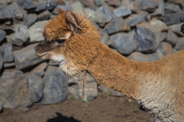 The llamas of Bolivia