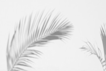 Shadow Palm Leaves On White Concrete Wall architecture design background