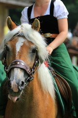 Portrait von einem Haflinger mit Reiterin im Dirndl