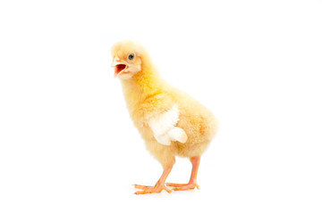 chick or little chicken isolated on white background  Agriculture, farm and Livestock Concept