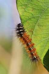 caterpillar on a leaf