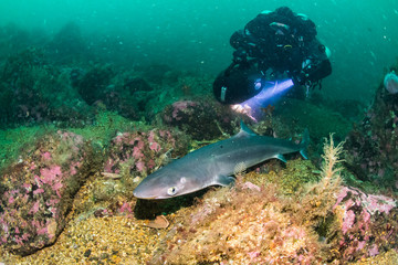 Spiny Dogfish (Squalus acanthias) at the south coast of Norway