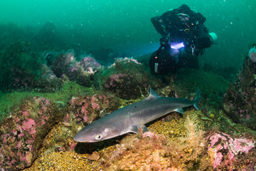 Spiny Dogfish (Squalus acanthias) at the south coast of Norway