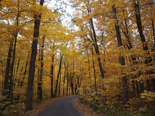 Obraz premium マディソン