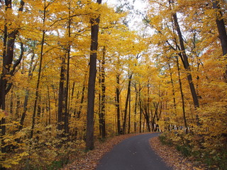 Obraz premium マディソン