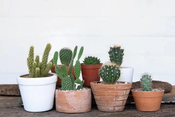 Rolgordijnen Cactus in pot Kleine succulent, cactus, potplanten decoratief op oude houten tafel met ochtend warm licht