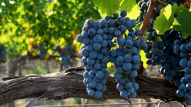 bunches of red grapes on a green vineyard in the Chianti regionthe Tuscan countryside near Florence. Italy. 4K UHD Video