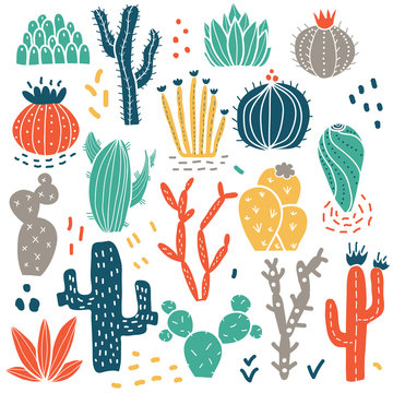 Colorful succulents and cacti plants