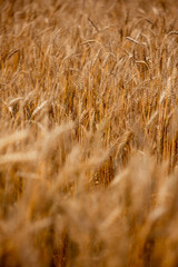 Fototapeta premium cereals