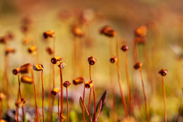 Flowering moss macro