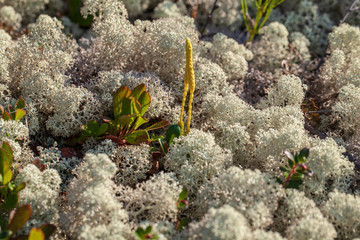 Reindeer food, mosses and lichens of tundra, macro