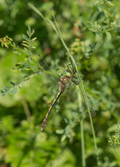 Macro eoner Zangenlibelle