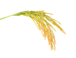 ear of paddy, ears of Thai jasmine rice isolated on white background