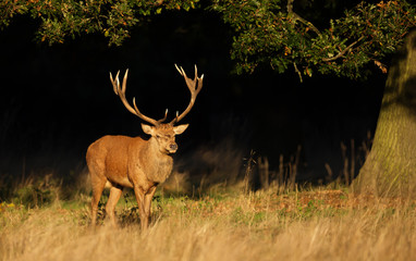 Red Deer stag standing under an old tree