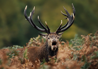 Red deer stag calling during rutting season in autumn