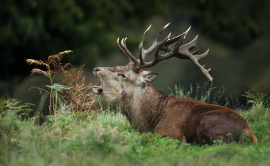 Red deer stag lying on grass and calling during rutting season