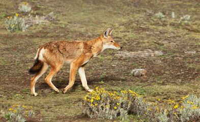 Close up of a rare and endangered Ethiopian wolf