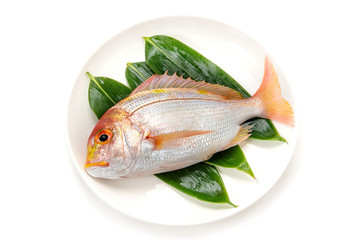 黄鯛