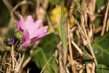 Malva rosada con fondo de hierba seca