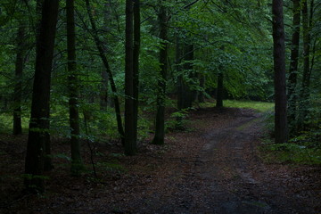 Obraz premium Rainy afternoon in the woods, summer is slowly winding down