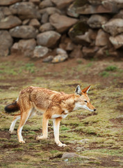 Close up of a rare and endangered Ethiopian wolf