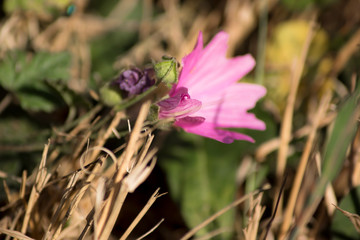 Malva rosada con fondo de hierba seca