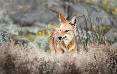 Close up of a rare and endangered Ethiopian wolf