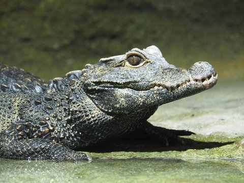 A closeup image of a baby crocodile