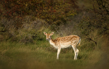 Close-up of a young Fallow deer in the meadow