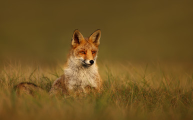 Close up of a Red fox at sunset