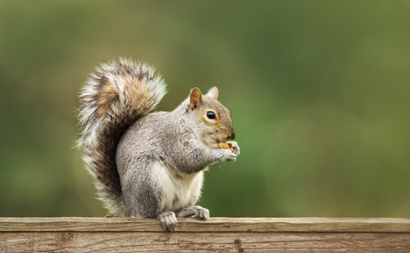Grey squirrel eating nuts on a wooden fence
