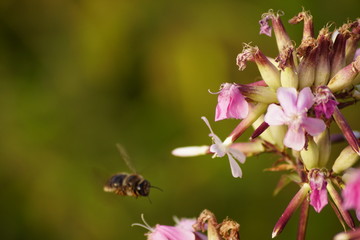 Insecto en busca de polen
