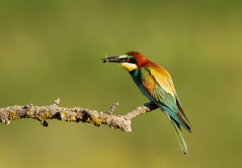 European Bee-eater with a bee in the beak