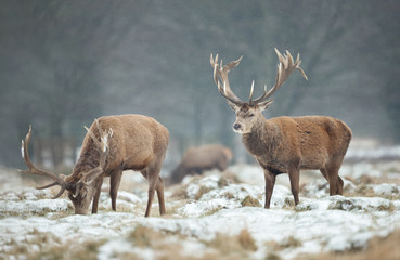Group of red deer in winter