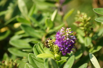Abeja libando polen de una verónica