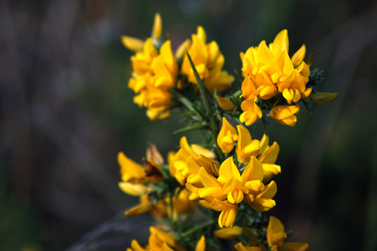 "Chorima", flor del toxo en Galicia
