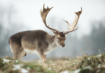 Close up of a Fallow deer in winter