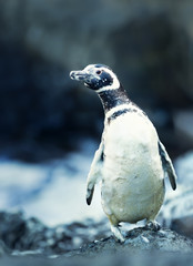 Magellanic penguin covered in foamy ocean water