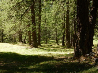 Fototapeta na wymiar foresta nella Val Ferret - Valle d'Aosta
