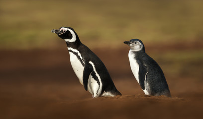 Magellanic penguins standing near a burrow