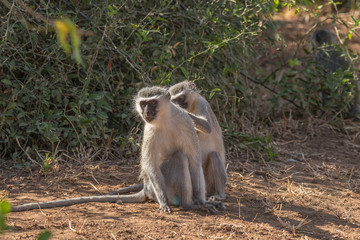 Vervet monkey, Chlorocebus pygerythrus, grooming another monkey
