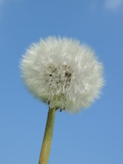blue sky dandelion