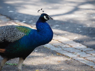 A closeup image of a peacock walking on the street